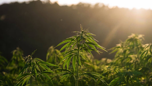 10 reasons you need to take 25mg CBD Soft Gels every day