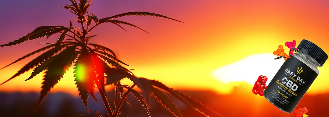 Five Benefits of Full Spectrum CBD Gummy Bears