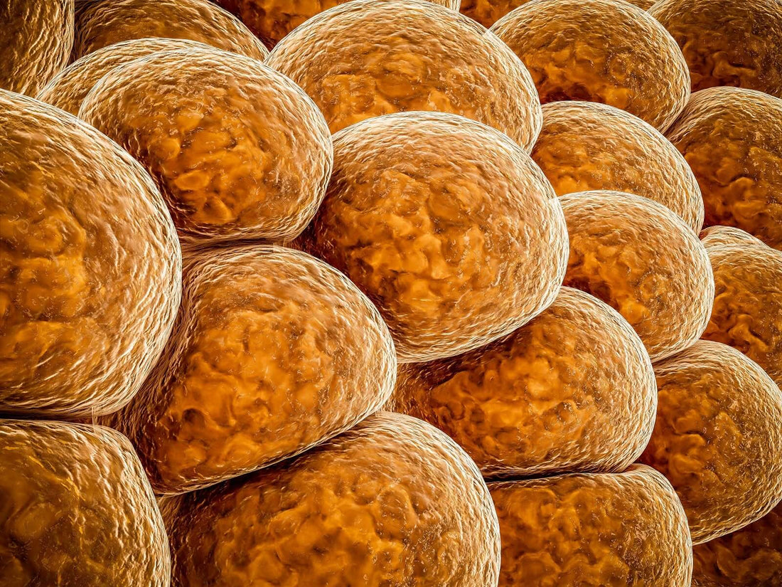 brown fat cells