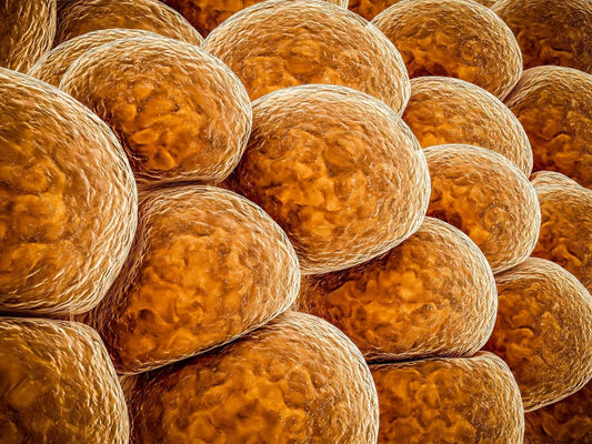 brown fat cells