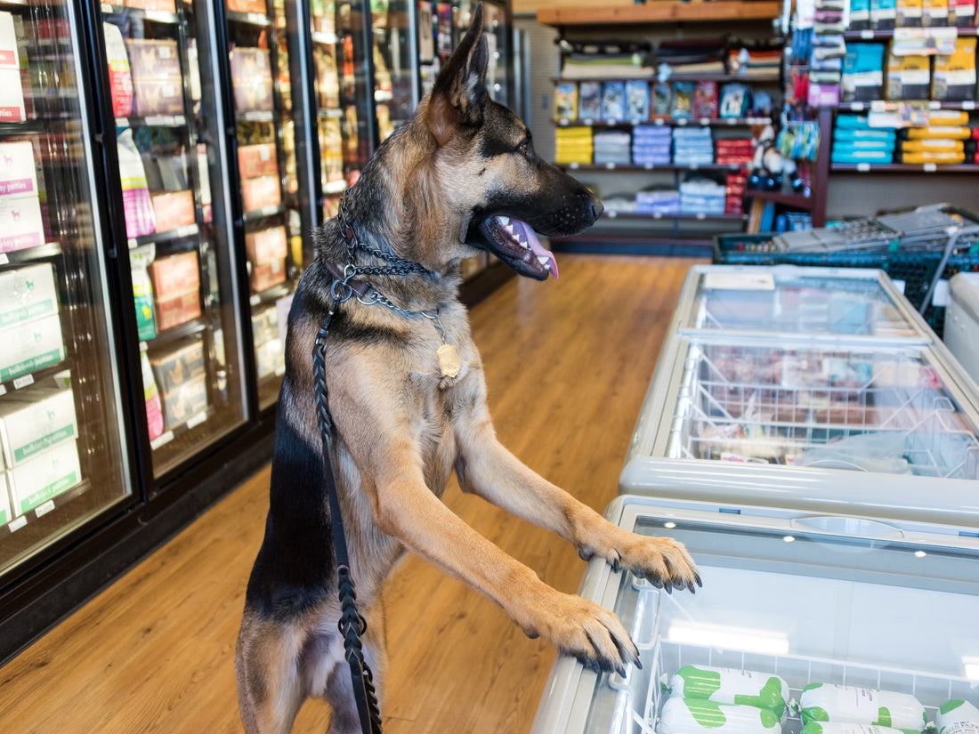 dog in a cbd store