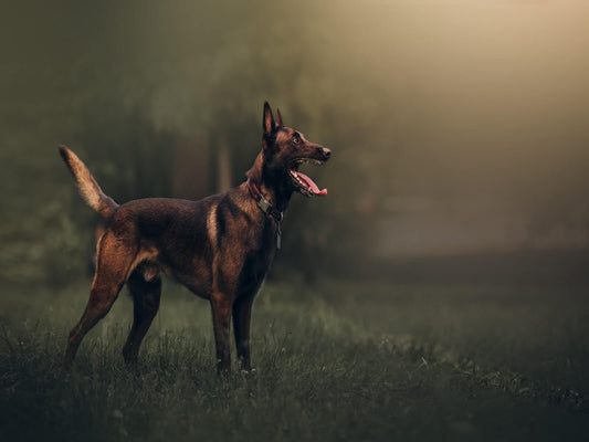 healthy dog