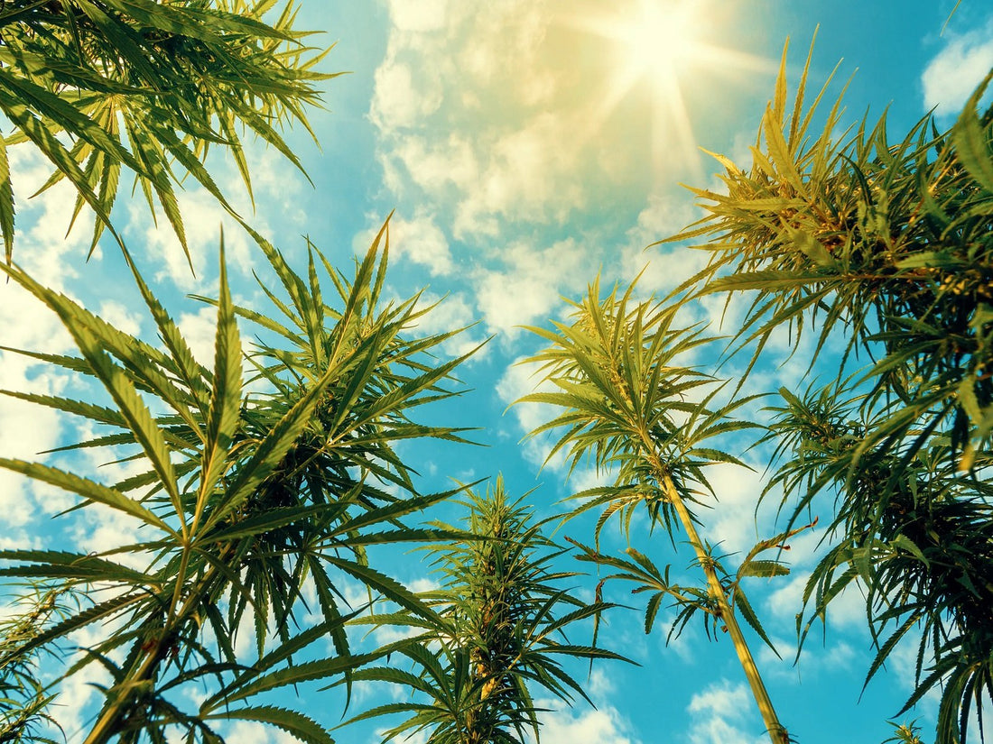 Hemp derived CBD for mental health