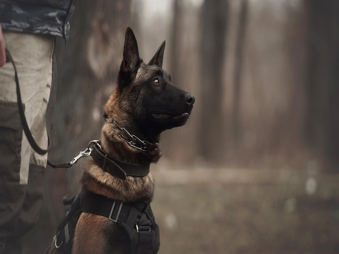trained dog depicting the benefits of cbd