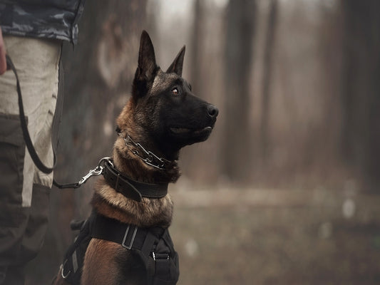 trained dog depicting the benefits of cbd