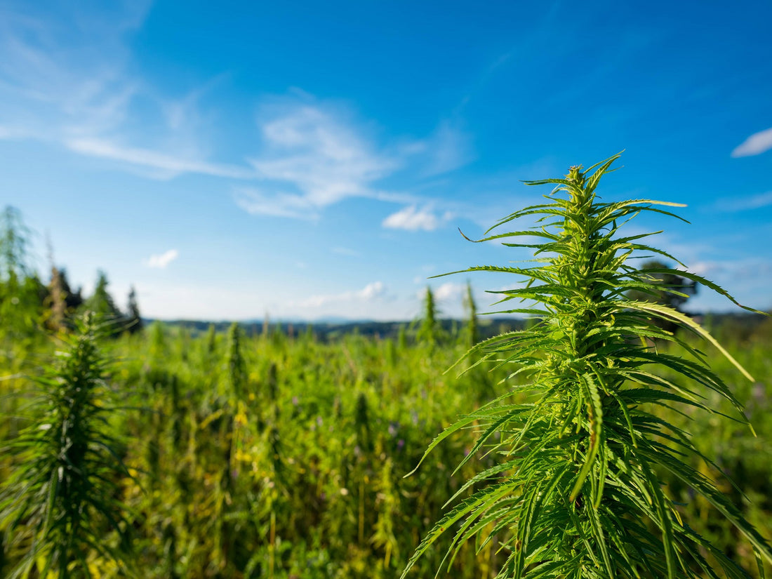 cbd hemp plant