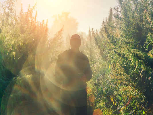man in hemp field choosing a plant for cbd