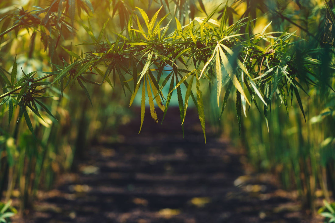 CBD for veteran and anxiety