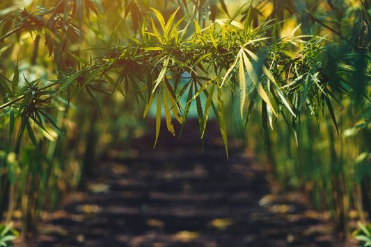 CBD for veteran and anxiety