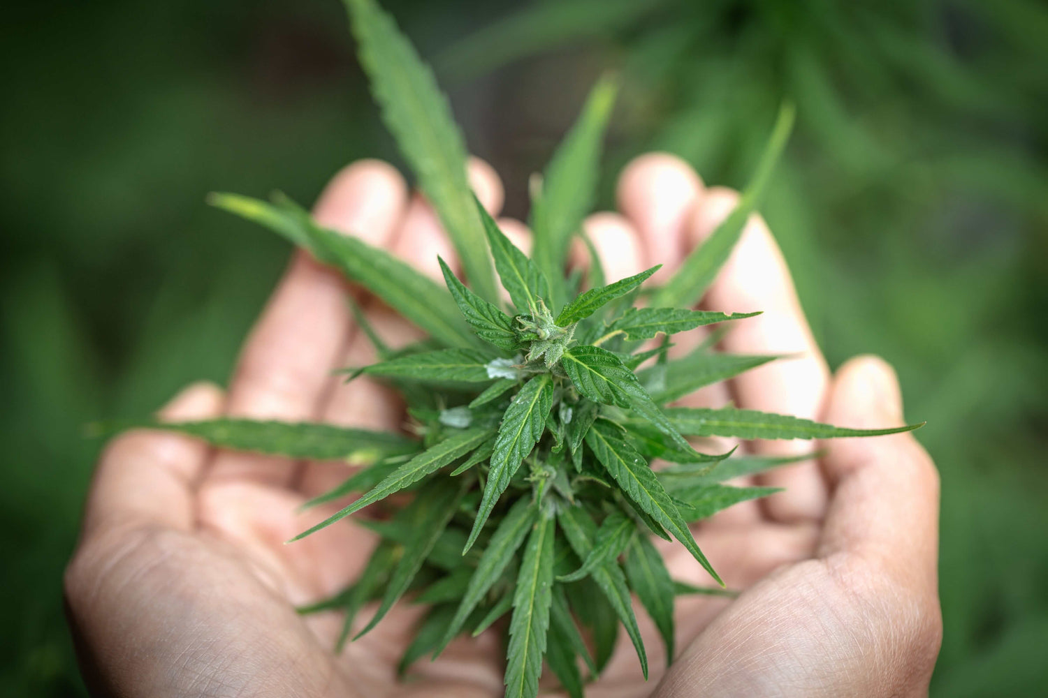 CBD Autoship Program 30% OFF