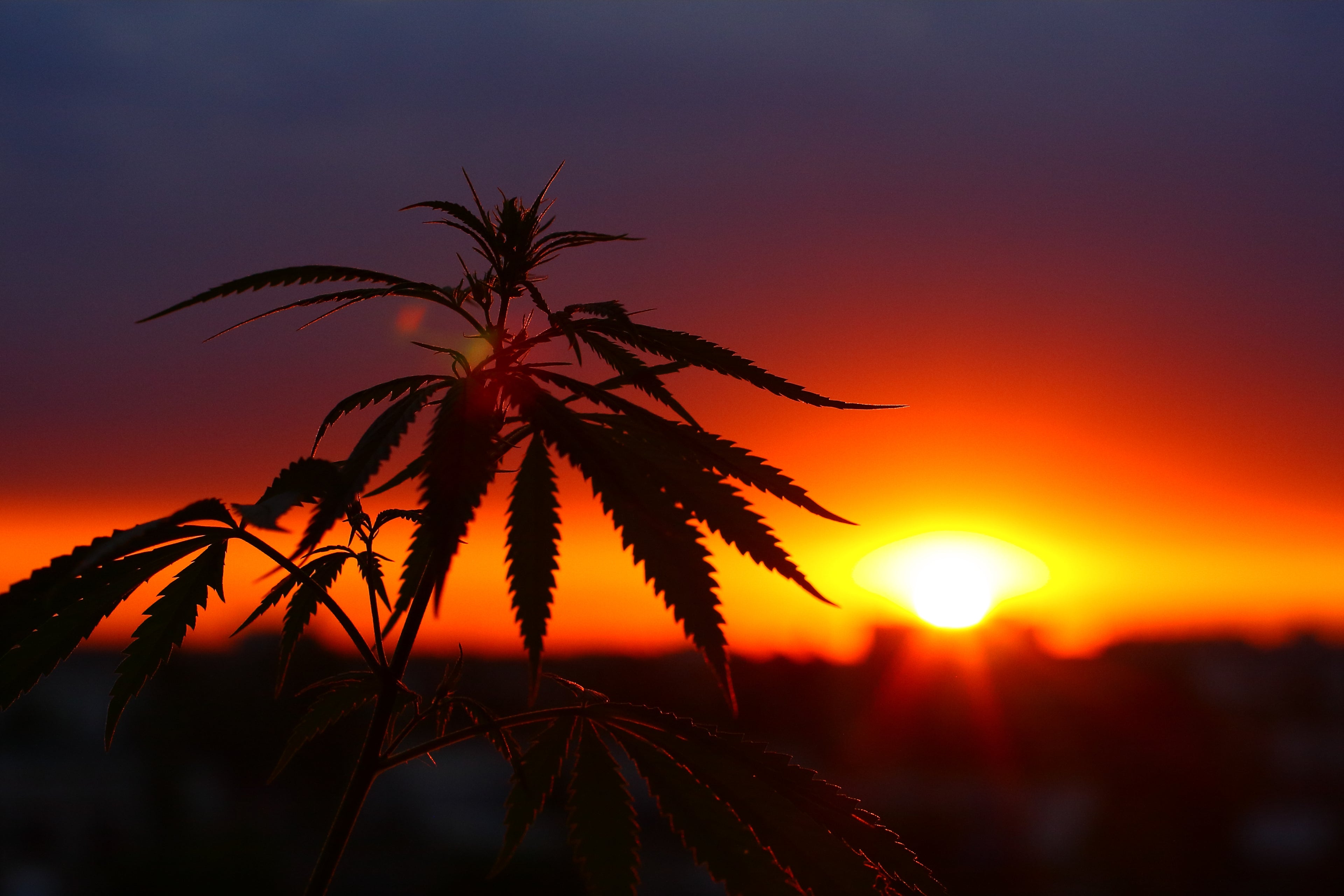 VETERAN CBD