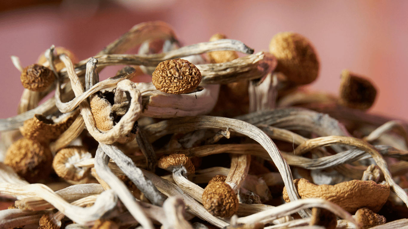A photograph of dried psilocybin mushrooms, also known as magic mushrooms or shrooms. Psilocybin mushrooms are a naturally occurring psychedelic substance, found in certain species of fungi. They have been used for centuries in traditional spiritual and medicinal practices, and more recently have gained attention for their potential therapeutic benefits in treating a variety of mental health conditions