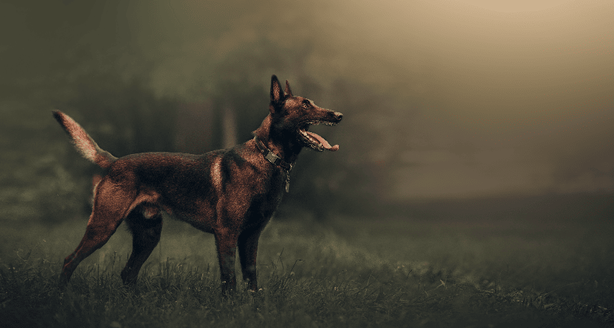 CBD FOR DOGS